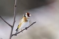 Goldfinch, carduelis carduelis Royalty Free Stock Photo