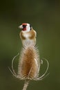 Goldfinch Carduelis carduelis Royalty Free Stock Photo