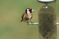 A Goldfinch, Carduelis carduelis, feeding on Niger seed in a bird feeder. Royalty Free Stock Photo