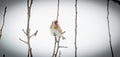 Goldfinch Carduelis carduelis feeding on teasel . Colourful male bird in the finch family Royalty Free Stock Photo