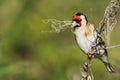 Goldfinch [Carduelis carduelis] A Goldfinch [Carduelis carduelis] Perched on a small twig