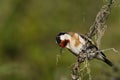 Goldfinch [Carduelis carduelis] A Goldfinch [Carduelis carduelis] Perched on a small twig