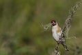 Goldfinch [Carduelis carduelis] A Goldfinch [Carduelis carduelis] Perched on a small twig