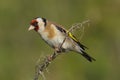 Goldfinch [Carduelis carduelis] A Goldfinch [Carduelis carduelis] Perched on a small twig