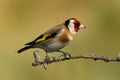 Goldfinch