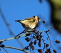 Goldfinch perching among alder cones