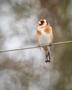 A Goldfinch Carduelis carduelis perches on a wire posing for a portrait.