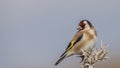 Goldfinch Perching on Thistle Looking Back