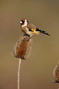 Goldfinch, Carduelis carduelis