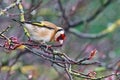 Goldfinch Carduelis carduelis feeding on red berries Royalty Free Stock Photo