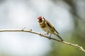 Goldfinch, Carduelis carduelis. A songbird Royalty Free Stock Photo