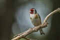 Goldfinch, Carduelis carduelis. A songbird Royalty Free Stock Photo