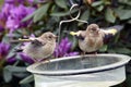 Goldfinch chicks fledgelings