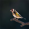 Colourful Goldfinch wild bird isolated.