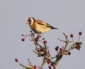 Goldfinch eating berries at top of hawthorn tree