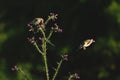 Goldfinch eating wild thistle flowers