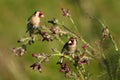 Goldfinch eating wild thistle flowers