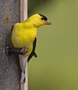 Yellow Goldfinch Canary Finch Wildlife Bird On Feeder