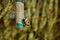 Goldfinch at the feeder