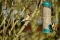 Goldfinch at the feeder