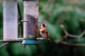 Goldfinch at a feeder.