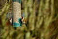 Goldfinch at the feeder