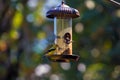 Goldfinch Feeding on Birdfeeder one summer day