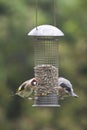 Goldfinch feeding from a garden bird feeder