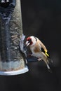 Goldfinch on a feeding station Royalty Free Stock Photo