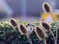 Goldfinch feeding on Teasel seed heads Royalty Free Stock Photo