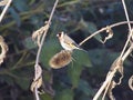 Goldfinch feeding on Teasel seed heads Royalty Free Stock Photo