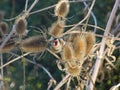 Goldfinch feeding on Teasel seed heads