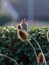 Goldfinch feeding on Teasel seed heads Royalty Free Stock Photo