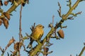 Goldfinch flew to water in hot day