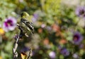 Goldfinch Flowers Royalty Free Stock Photo