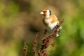 Goldfinch Carduelis carduelis