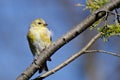 Goldfinch With Loose Feather Perched in a Tree Royalty Free Stock Photo