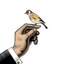 The Goldfinch. The male hand on which the goldfinch sits
