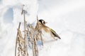 Goldfinch, a multi-colored colorful bird from the Finch family sits on a branch of a Bush with seeds and pecks them