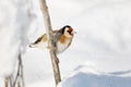 Goldfinch, a multi-colored colorful bird from the Finch family sits on a branch of a Bush with seeds and pecks them