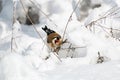 Goldfinch, a multi-colored colorful bird from the Finch family sits on a branch of a Bush with seeds and pecks them