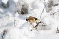 Goldfinch, a multi-colored colorful bird from the Finch family sits on a branch of a Bush with seeds and pecks them