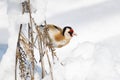 Goldfinch, a multi-colored colorful bird from the Finch family sits on a branch of a Bush with seeds and pecks them