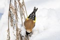 Goldfinch, a multi-colored colorful bird from the Finch family sits on a branch of a Bush with seeds and pecks them