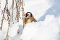 Goldfinch, a multi-colored colorful bird from the Finch family sits on a branch of a Bush with seeds and pecks them