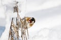 Goldfinch, a multi-colored colorful bird from the Finch family sits on a branch of a Bush with seeds and pecks them