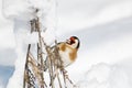 Goldfinch, a multi-colored colorful bird from the Finch family sits on a branch of a Bush with seeds and pecks them