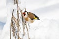 Goldfinch, a multi-colored colorful bird from the Finch family sits on a branch of a Bush with seeds and pecks them