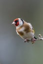 Goldfinch Perched on Budding Twig: Winter Serenity