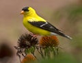 Goldfinch Perched On Coneflower